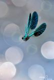 Calopteryx splendens