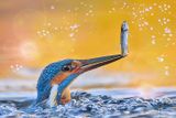 Martin pescatore - Kingfisher - (Alcedo atthis)