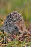 Riccio-European Hedgehog (Erinaceus europaeus )
