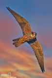 Lodolaio- Eurasian Hobby (Falco subbuteo)