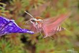 Spurge hawkmoth ((Hyles euphorbiae)