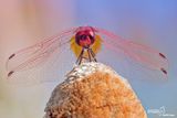 Trithemis annulata