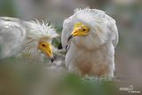 Capovaccaio- Egyptian Vulture (Neophron percnopterus)