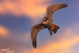 Lodolaio- Eurasian Hobby (Falco subbuteo)