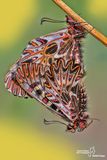 Zerynthia polyxena