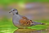 Tortora-Eurasian Turtle Dove (Streptopelia turtur)