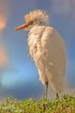 Airone guardabuoi-Cattle Egret (Bubulcus ibis)
