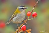 Fiorrancino - Firecrest (Regulus ignicapillus)