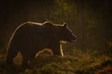 Bear 29