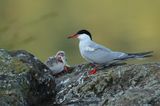 Common tern