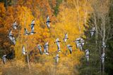 Barnacle goose