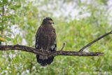 Crested Serpent Eagle