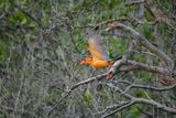 Brown-winged Kingfisher