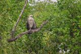 Changeable Hawk Eagle