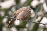 Jungle babbler