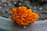 Fallen marigold
