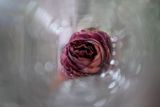 The paper rose