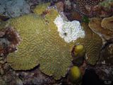 coral disease 4/6/23