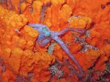 Baby Octopus 