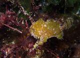 Dwarf Frogfish