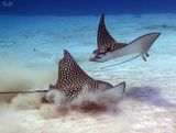 Two Eagle Rays
