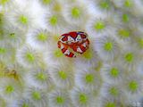 Gaudy Clown Crab on Bleached Coral