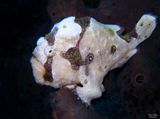 Tapioca Frogfish