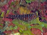 Bluegold Goby
