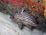 High-hat Fish