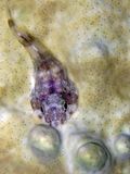 Clingfish on Bleaching Fire Coral