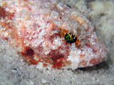Mushroom Scorpionfish Eye