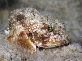 Mushroom Scorpionfish