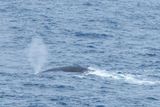 Fin Whales