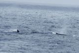Fin Whales