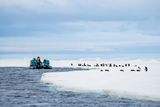 Adelie Penguins on Sea Ice