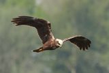 Marsh Harrier