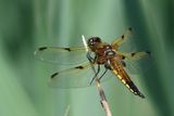 Four Spotted Chaser