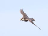 Hobby_826A0041.JPG