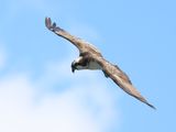 Osprey1H7_826A8970_1920.JPG