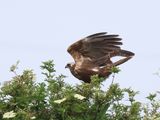 MarshHarrier_826A2613_1920.JPG