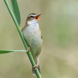 SedgeWarbler_826A2305_1920.JPG