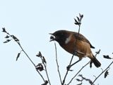 Stonechat munching a fly