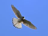 Kestrel