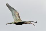 Glossy Ibis