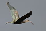 Glossy Ibis