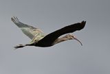 Glossy Ibis