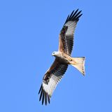 RedKite_DSC_2682_1920.JPG