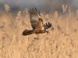 Marsh Harrier