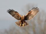 MarshHarrier_DSC_0686_1920.JPG