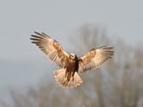 Marsh Harrier